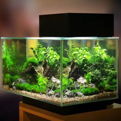 lumiere aquarium